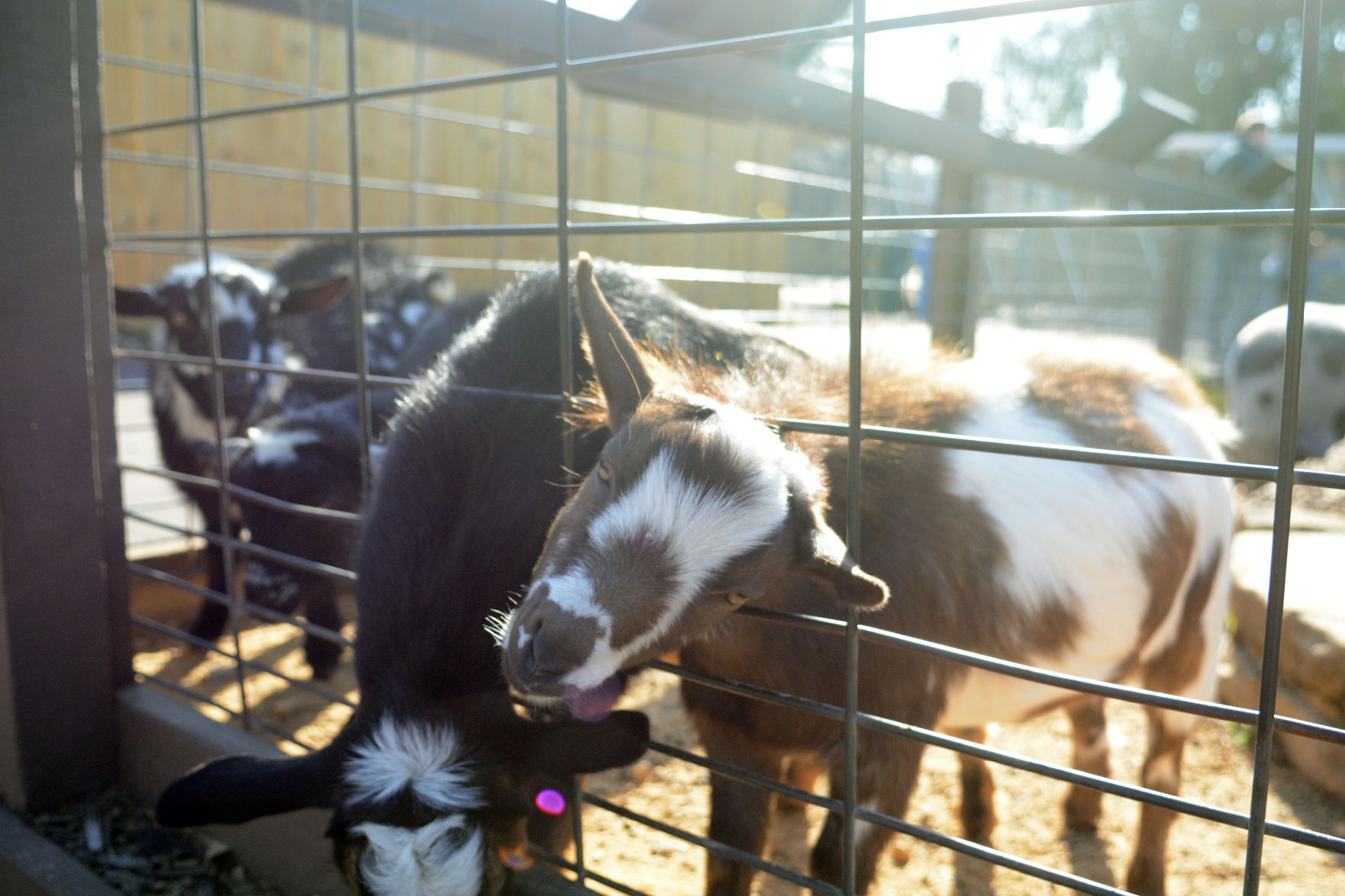 Scenes from Baraboo's Ochsner Park Zoo, Nov. 7, 2020